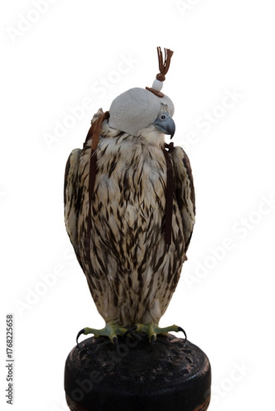 Fototapeta Domesticated Falcon in Doha, Qatar, Isolated 