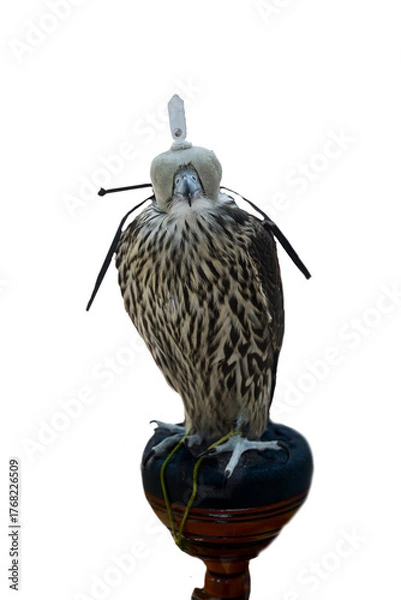 Fototapeta Domesticated Falcon in Doha, Qatar, Isolated 