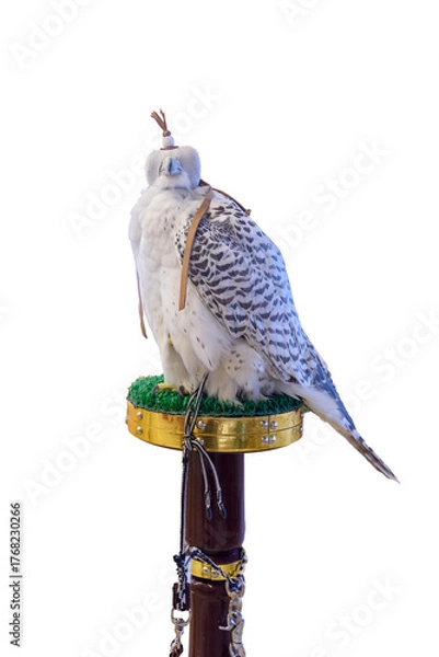 Fototapeta Domesticated Falcon in Doha, Qatar, Isolated 