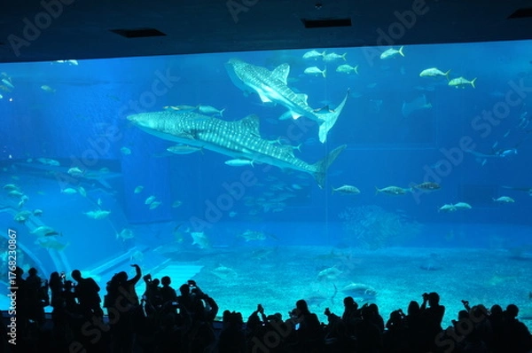 Fototapeta 【沖縄】美ら海水族館の水槽