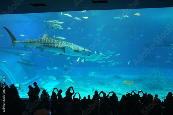 Fototapeta 【沖縄】美ら海水族館の水槽