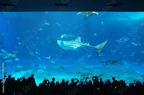 Fototapeta 【沖縄】美ら海水族館の水槽