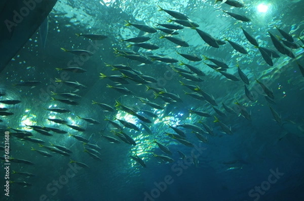Fototapeta 【沖縄】美ら海水族館の水槽