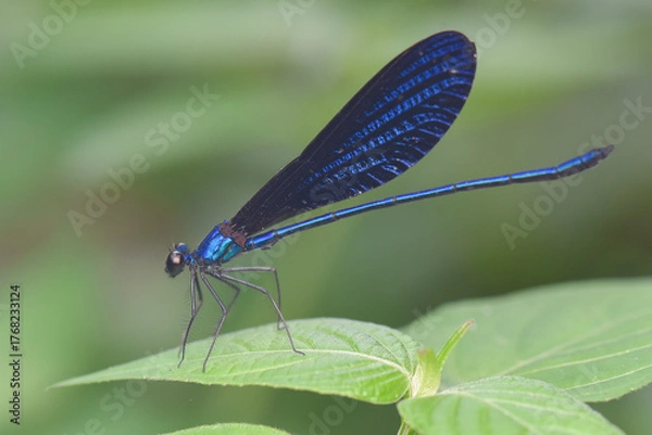 Obraz dragonfly on a leaf