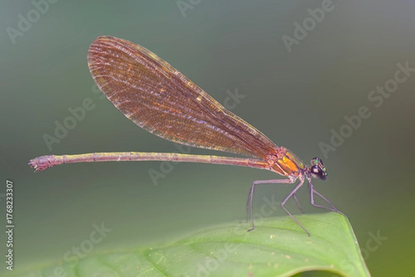 Obraz dragonfly on a leaf