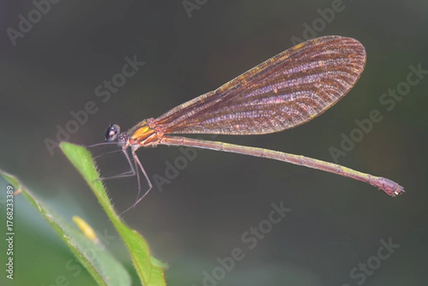 Obraz dragonfly on a leaf
