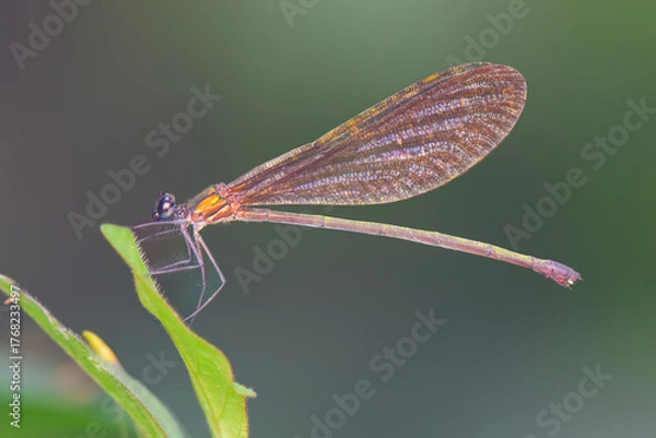 Obraz dragonfly on a leaf