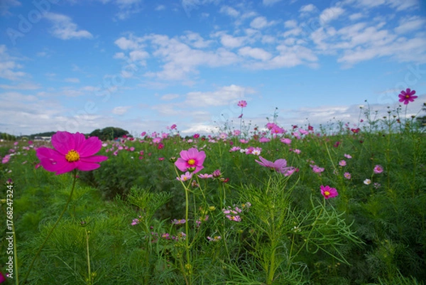 Obraz 中宮寺跡のコスモス