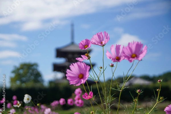 Obraz 法起寺のコスモス