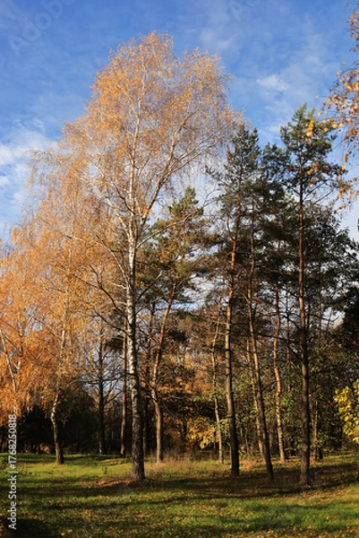 Obraz Colorful forest landscape in the fall season