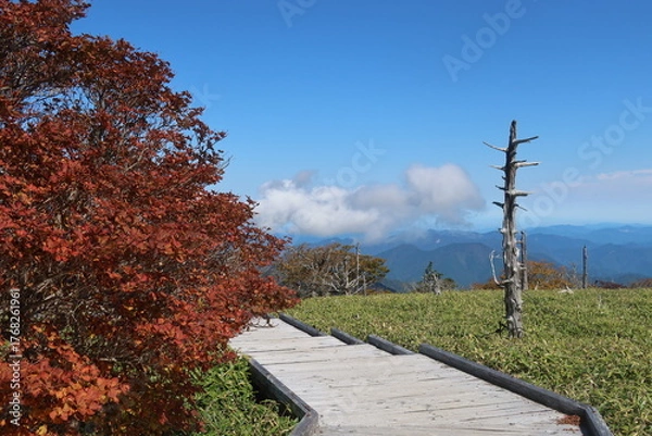 Obraz 大台ヶ原の紅葉