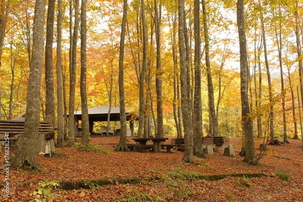 Obraz 紅葉した木々とベンチ