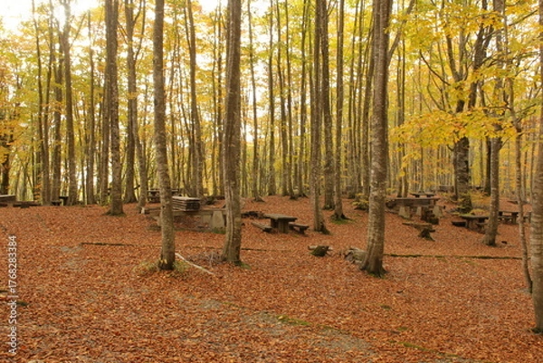 Obraz 朝日差し込む秋の雑木林