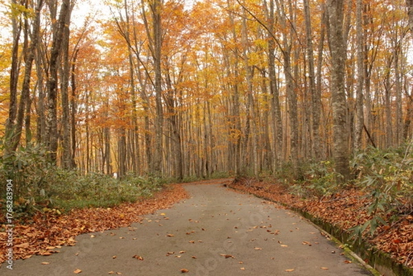 Obraz 紅葉したメタセコイアの林