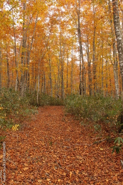 Obraz 秋の紅葉した森