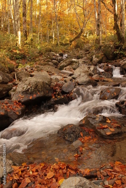 Obraz 秋の滝の黄葉と落ち葉