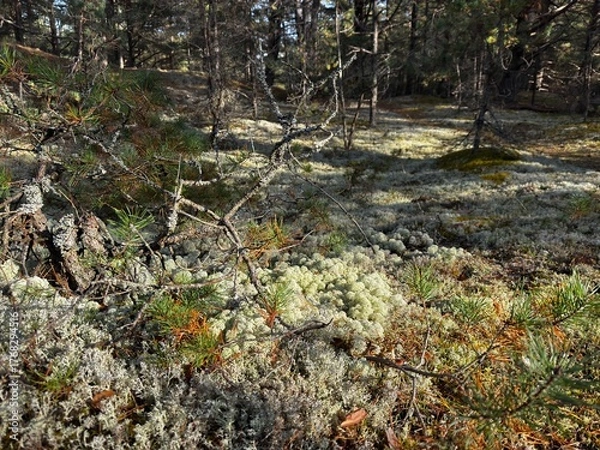 Obraz moss on the rocks