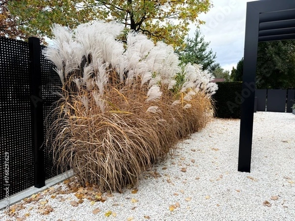 Fototapeta Decorative grass in the modern garden