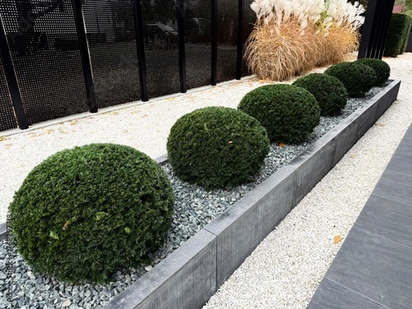 Fototapeta trimmed yew in modern garden