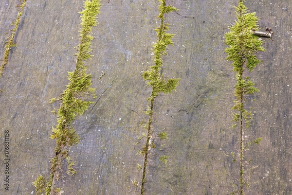 Fototapeta Green moss covers wooden surface in a forest setting during a calm afternoon