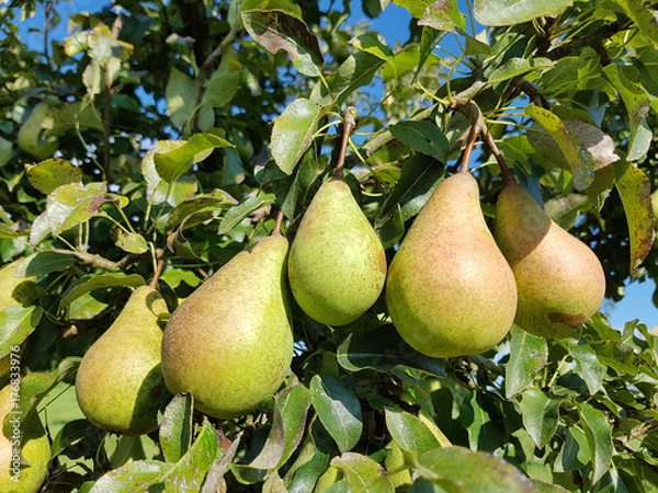 Obraz Gruszka długa, zielona, ​​zimowa, gruszka, gruszka stara, Pyrus communis