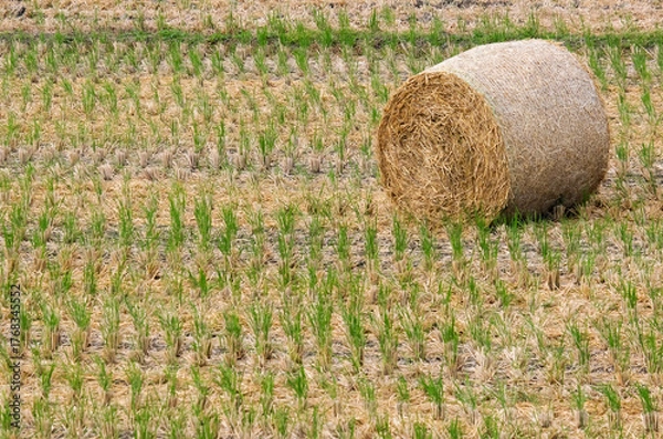 Obraz 刈取後の稲藁ロール