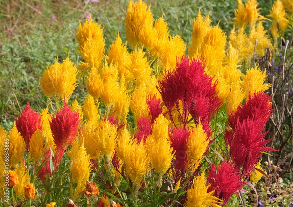 Obraz 彩鮮やかなケイトウの花