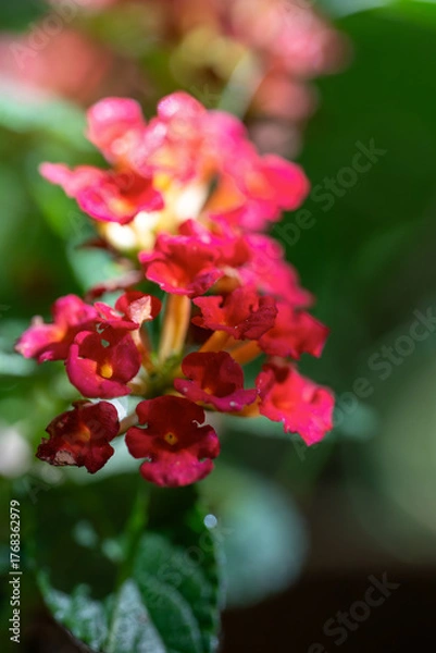 Fototapeta Close-up of Red Lantana Flowers