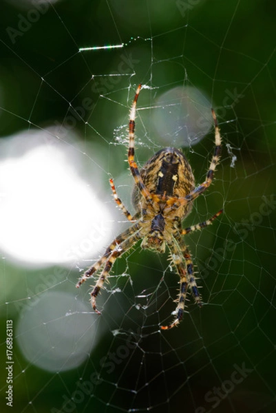 Obraz Spider web in the forest