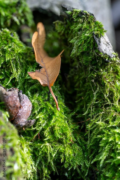 Obraz Mossy Tree Bark, Autumn's Touch