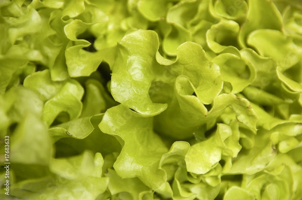 Fototapeta lettuce