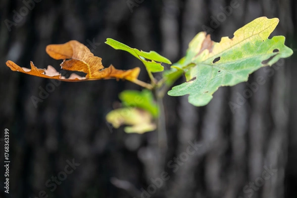 Fototapeta Life and Death on a Tree