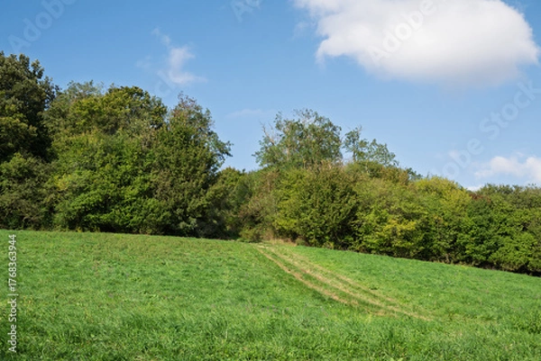 Obraz Green field meets the trees