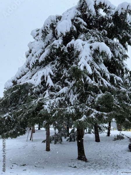 Fototapeta Large evergreen tree covered with snow. The ground and branches are fully layered with snow during winter.