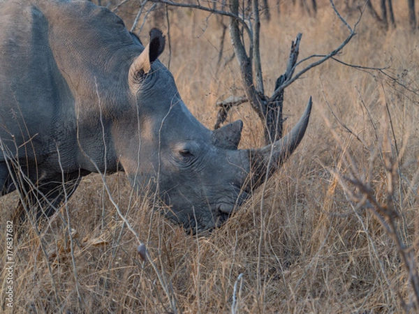 Obraz Rhino in South Africa