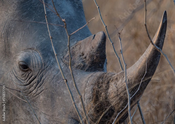 Obraz Rhino in South Africa