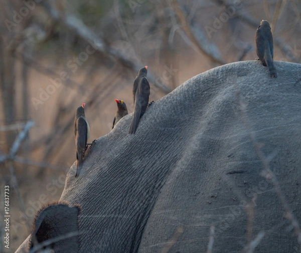 Obraz Rhino with Oxpeckers
