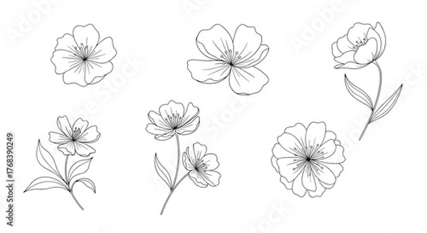 Fototapeta Simple line drawings of various delicate flowers and leaves for artistic design.