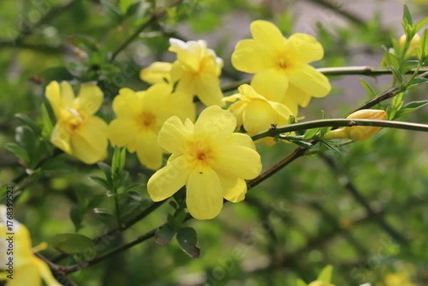 Obraz 日本の春の庭に咲くウンナンオウバイの黄色い花