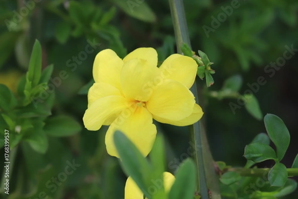 Obraz 日本の春の庭に咲くウンナンオウバイの黄色い花