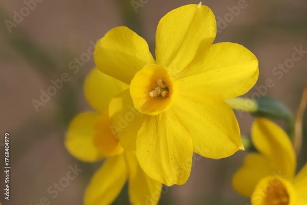 Obraz 日本の春の庭に咲く黄色いミニスイセンの花