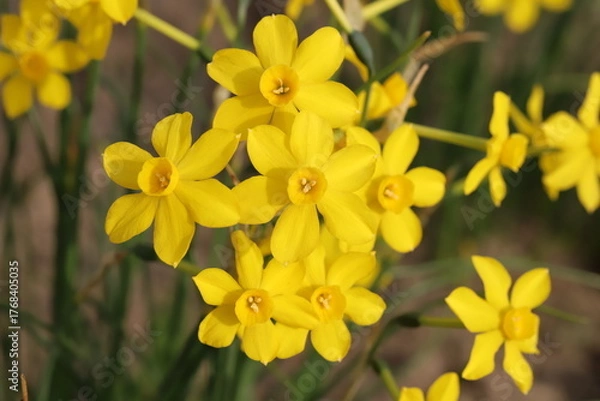 Obraz 日本の春の庭に咲く黄色いミニスイセンの花