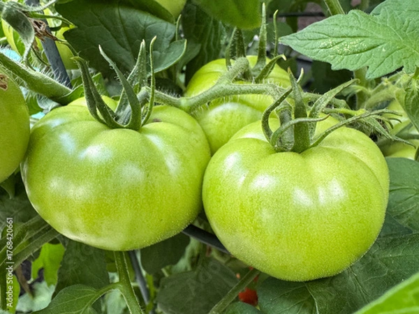 Obraz green tomatoes on a vine