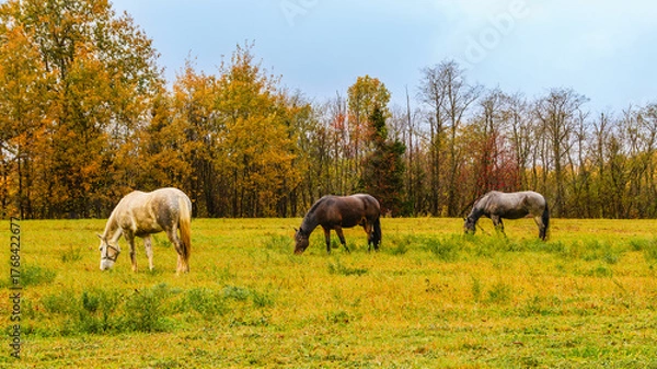 Obraz Horses grazing in a vibrant autumn landscape on a cloudy day