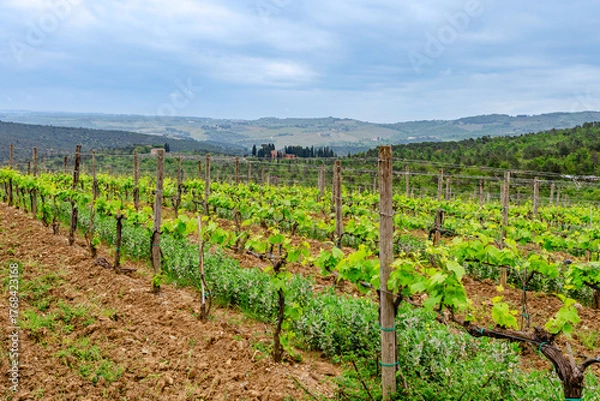 Obraz Rolling vineyard landscape under cloudy sky in the countryside
