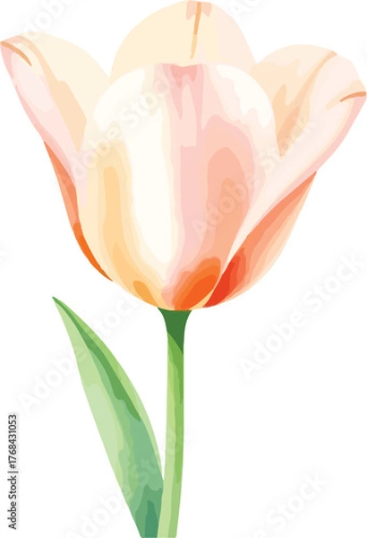 Fototapeta beautiful Watercolor tulip flower on vector illustration