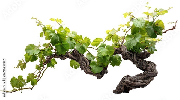 Obraz Photorealistic studio photograph of a grapevine branch with fresh green leaves.