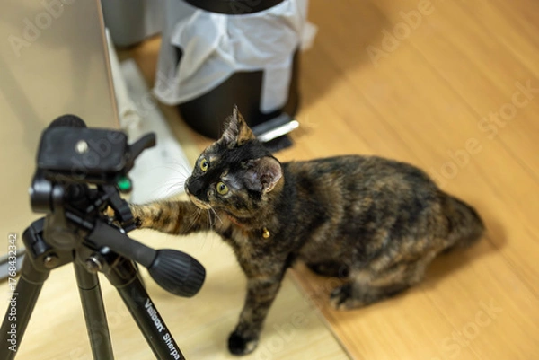 Fototapeta さびねこ