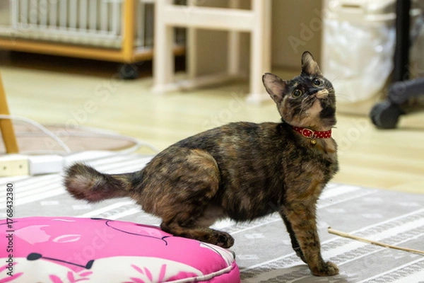 Fototapeta さびねこ