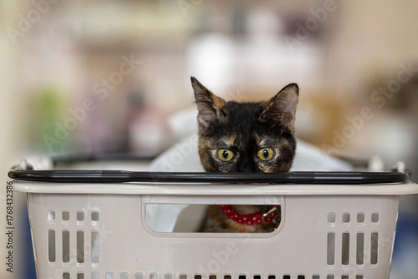 Fototapeta さびねこ